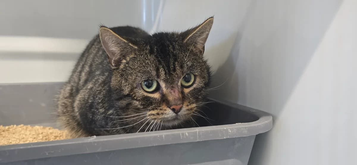 Colorado, female European Shorthair for adoption at Tierheim Koblenz, Koblenz — photo 2 of 8
