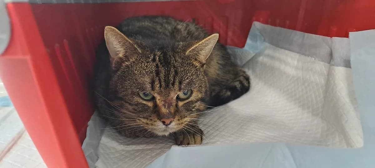 Colorado, female European Shorthair for adoption at Tierheim Koblenz, Koblenz — photo 3 of 8