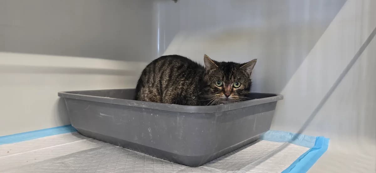 Colorado, female European Shorthair for adoption at Tierheim Koblenz, Koblenz — photo 4 of 8