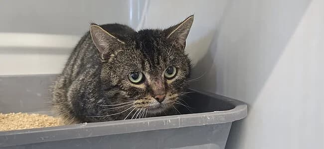 Colorado, female European Shorthair for adoption at Tierheim Koblenz, Koblenz — photo 7 of 8
