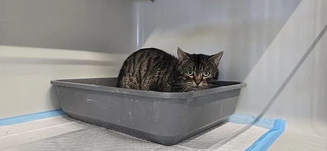 Colorado, female European Shorthair for adoption at Tierheim Koblenz, Koblenz — photo 8 of 8