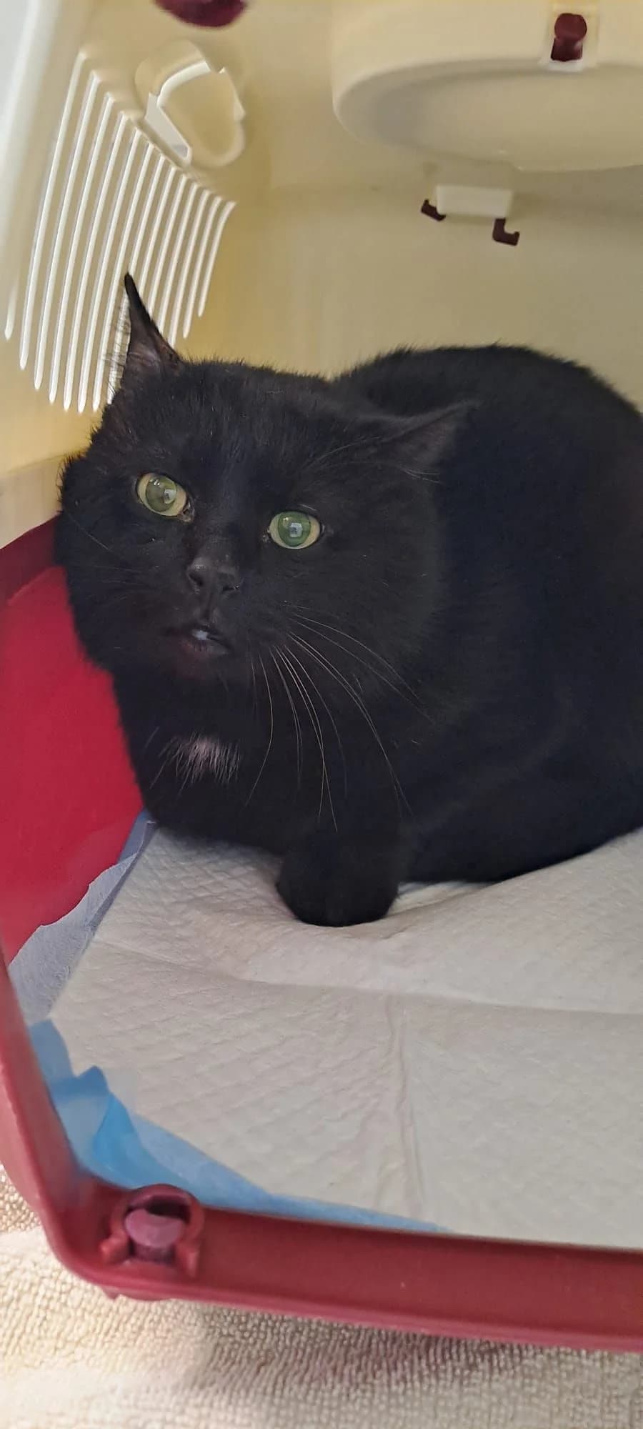 Tiber, female European Shorthair for adoption at Tierheim Koblenz, Koblenz — photo 2 of 4