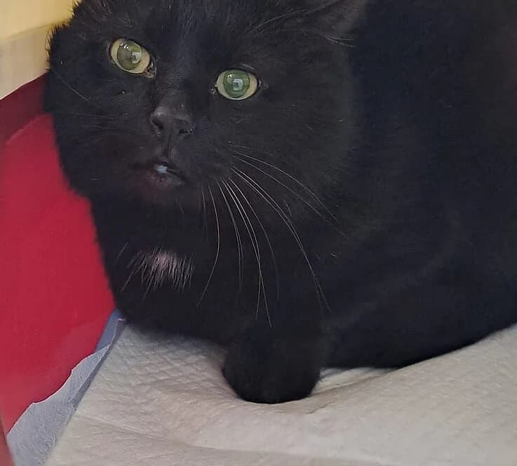 Tiber, female European Shorthair for adoption at Tierheim Koblenz, Koblenz — photo 3 of 4