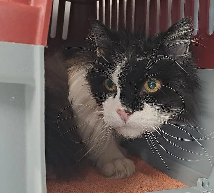 Alster, female mixed breed for adoption at Tierheim Koblenz, Koblenz — photo 3 of 4