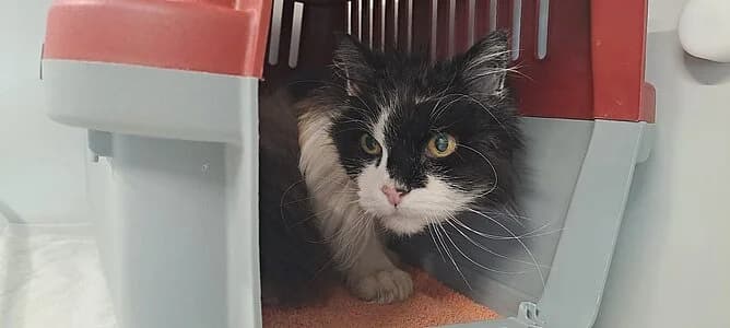 Alster, female mixed breed for adoption at Tierheim Koblenz, Koblenz — photo 4 of 4