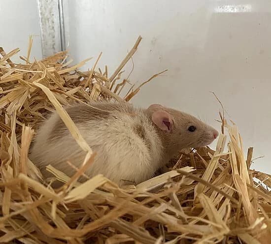 Pommes,  mixed breed for adoption at Tierheim Koblenz, Koblenz