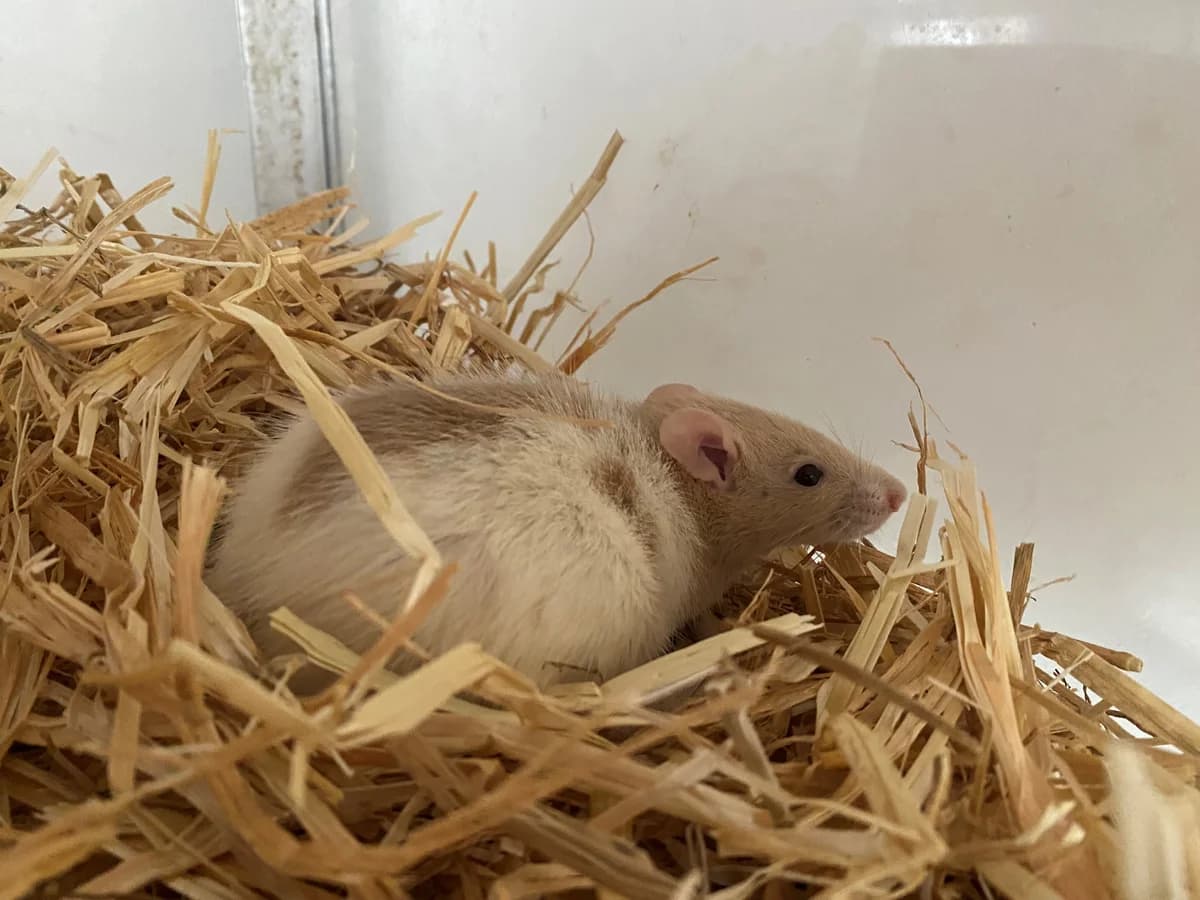 Pommes,  mixed breed for adoption at Tierheim Koblenz, Koblenz — photo 2 of 4