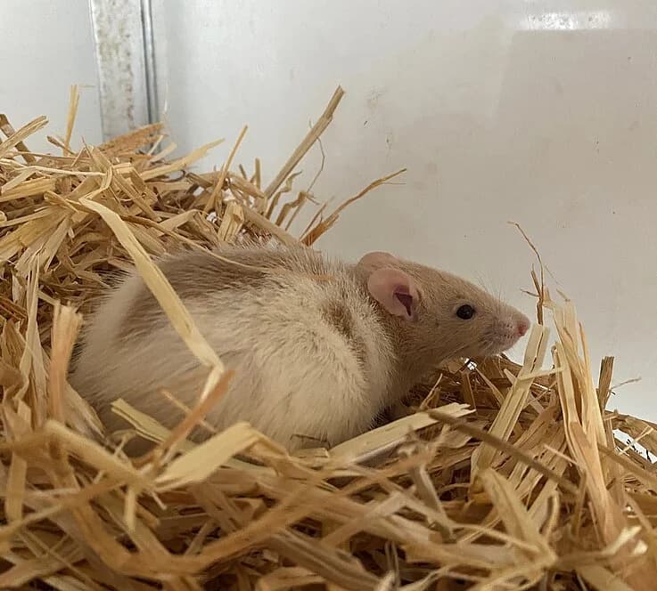 Pommes,  mixed breed for adoption at Tierheim Koblenz, Koblenz — photo 3 of 4