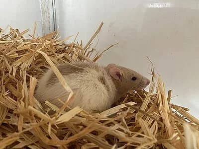 Pommes,  mixed breed for adoption at Tierheim Koblenz, Koblenz — photo 4 of 4