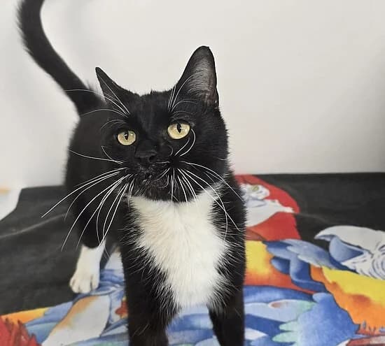 Ganges, female European Shorthair for adoption at Tierheim Koblenz, Koblenz