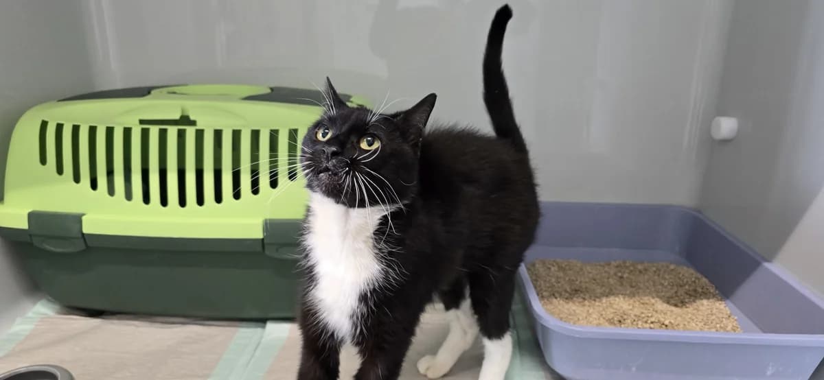 Ganges, female European Shorthair for adoption at Tierheim Koblenz, Koblenz — photo 3 of 6