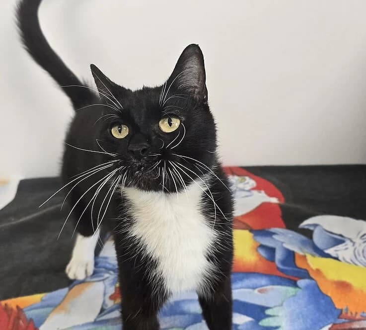 Ganges, female European Shorthair for adoption at Tierheim Koblenz, Koblenz — photo 4 of 6