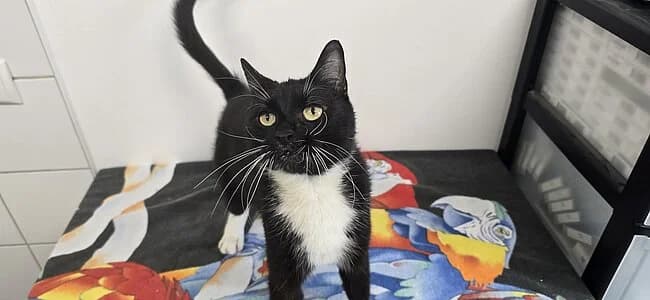 Ganges, female European Shorthair for adoption at Tierheim Koblenz, Koblenz — photo 6 of 6