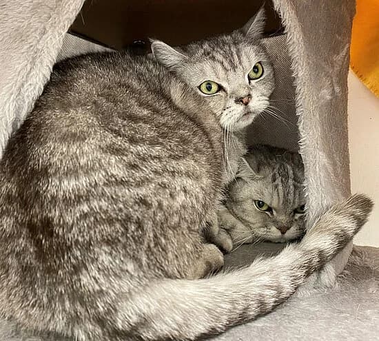 Leyla, female British Shorthair for adoption at Tierheim Koblenz, Koblenz