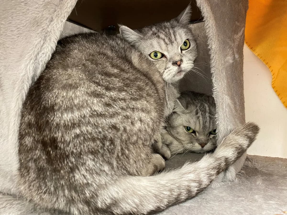 Leo, female British Shorthair for adoption at Tierheim Koblenz, Koblenz — photo 2 of 4