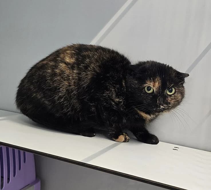 Orla,  European Shorthair for adoption at Tierheim Koblenz, Koblenz — photo 3 of 4