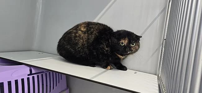 Orla, female young European Shorthair for adoption at Tierheim Koblenz, Koblenz