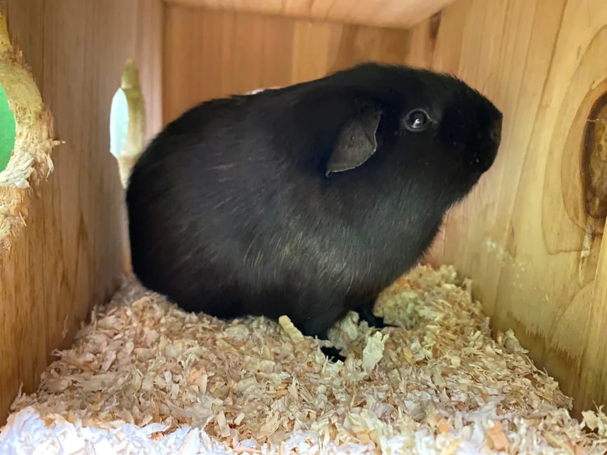 Blacky,  mixed breed for adoption at Tierheim Koblenz, Koblenz — photo 2 of 4