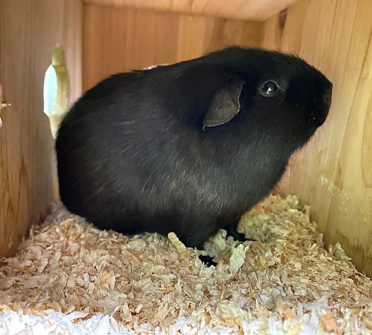 Blacky,  mixed breed for adoption at Tierheim Koblenz, Koblenz — photo 3 of 4