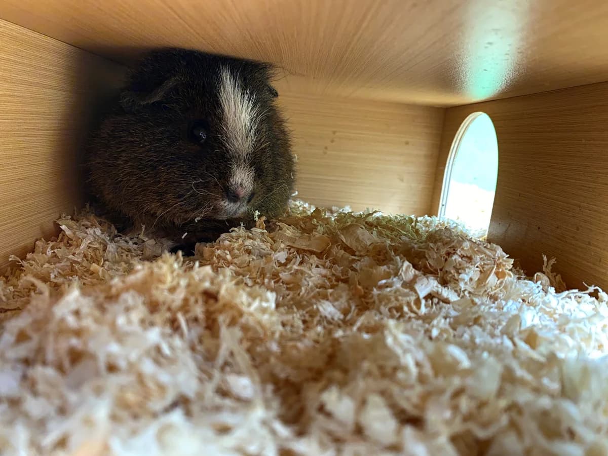 Flecki,  mixed breed for adoption at Tierheim Koblenz, Koblenz — photo 2 of 4