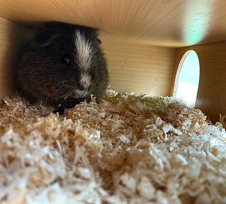 Flecki,  mixed breed for adoption at Tierheim Koblenz, Koblenz — photo 3 of 4