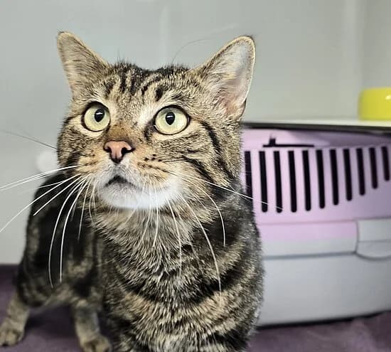 Kongo,  European Shorthair for adoption at Tierheim Koblenz, Koblenz