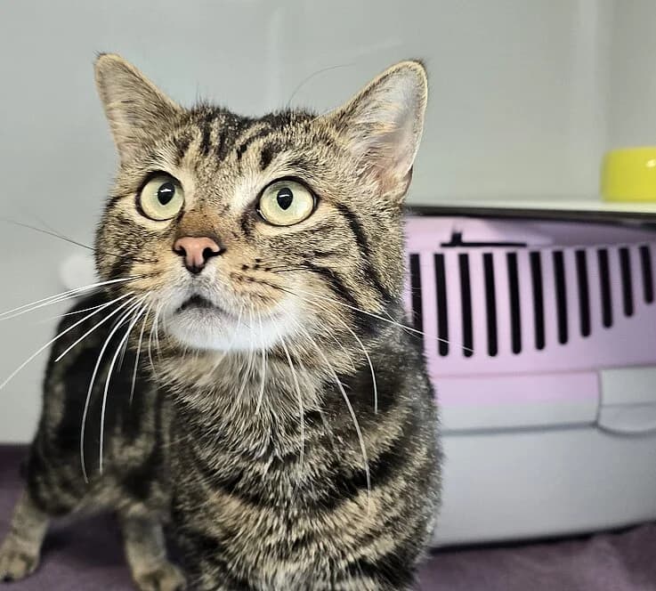 Kongo,  European Shorthair for adoption at Tierheim Koblenz, Koblenz — photo 3 of 4