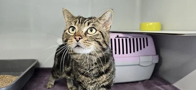 Kongo,  European Shorthair for adoption at Tierheim Koblenz, Koblenz — photo 4 of 4