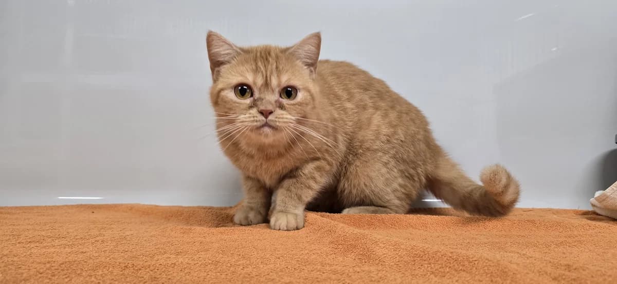 Kathy,  British Shorthair for adoption at Tierheim Koblenz, Koblenz — photo 2 of 4