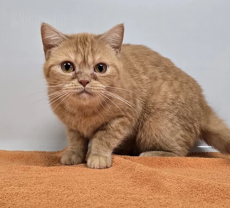 Kathy,  British Shorthair for adoption at Tierheim Koblenz, Koblenz — photo 3 of 4