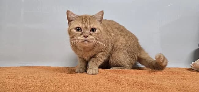 Kathy,  British Shorthair for adoption at Tierheim Koblenz, Koblenz — photo 4 of 4