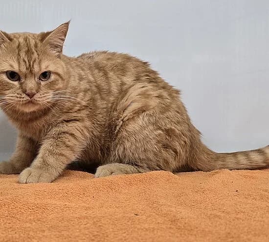 Paddy,  British Shorthair for adoption at Tierheim Koblenz, Koblenz