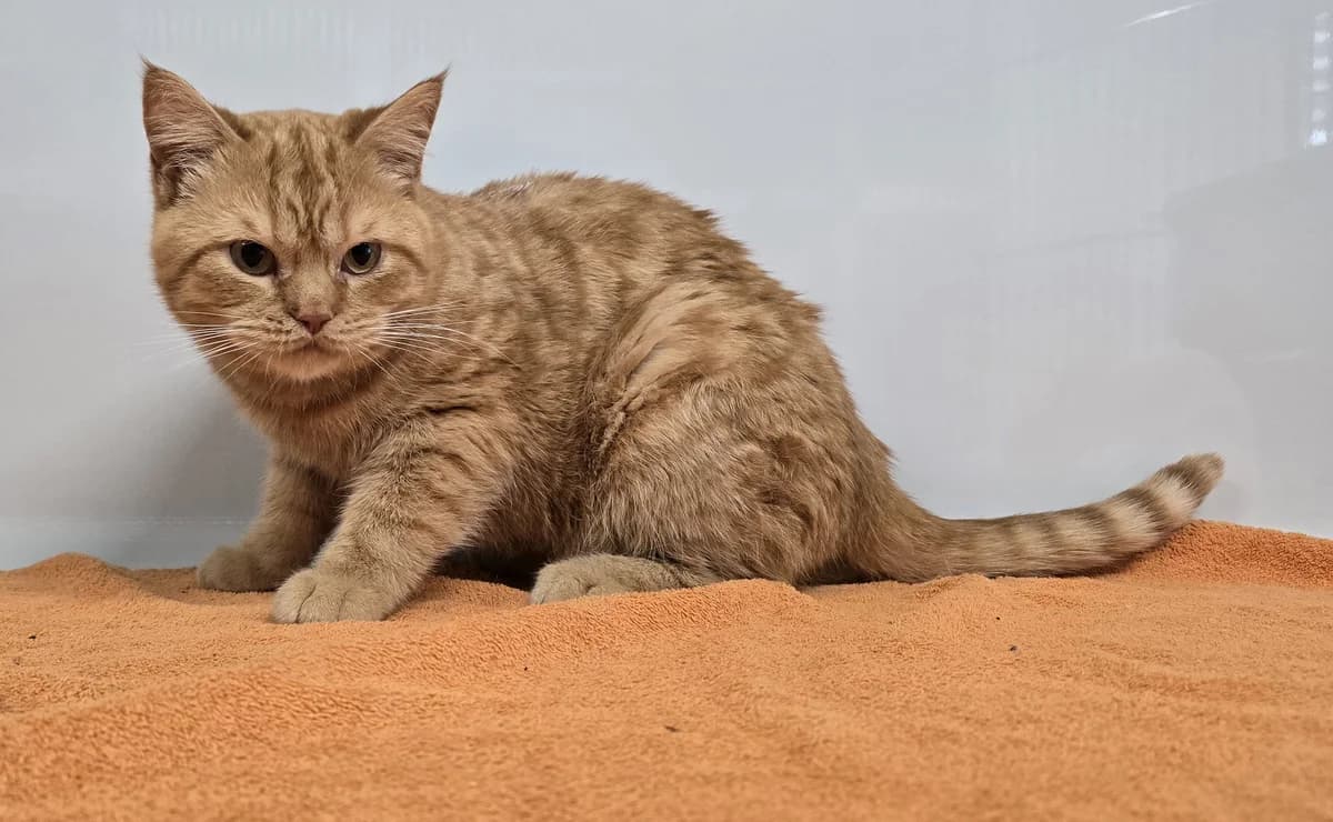 Paddy,  British Shorthair for adoption at Tierheim Koblenz, Koblenz — photo 2 of 4