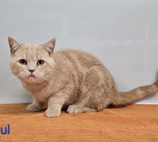 Paul,  British Shorthair for adoption at Tierheim Koblenz, Koblenz