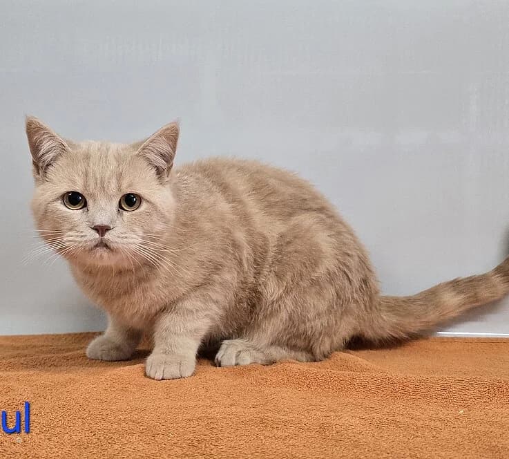 Paul,  British Shorthair for adoption at Tierheim Koblenz, Koblenz — photo 3 of 4