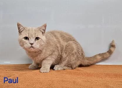 Paul,  British Shorthair for adoption at Tierheim Koblenz, Koblenz — photo 4 of 4