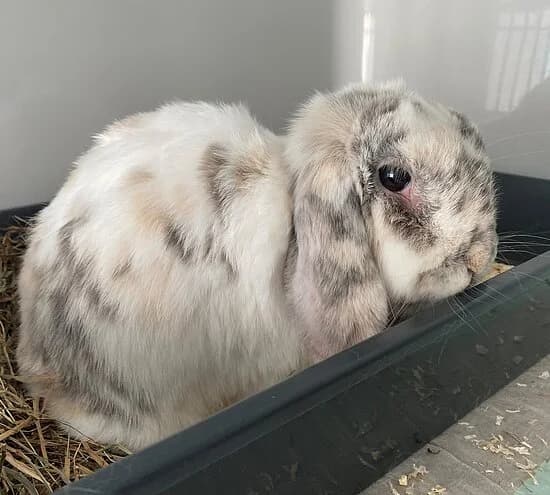Wilfried,  mixed breed for adoption at Tierheim Koblenz, Koblenz
