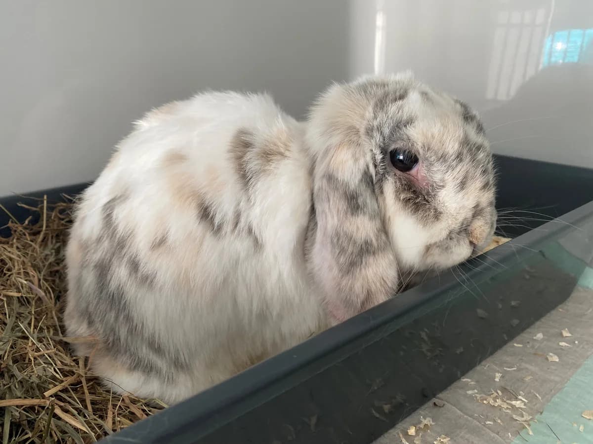 Wilfried,  mixed breed for adoption at Tierheim Koblenz, Koblenz — photo 2 of 4