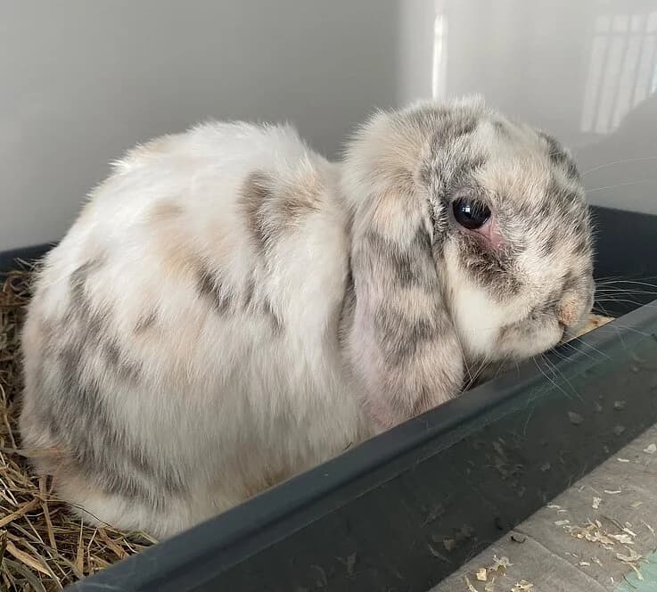 Wilfried,  mixed breed for adoption at Tierheim Koblenz, Koblenz — photo 3 of 4