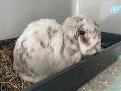 Wilfried,  mixed breed for adoption at Tierheim Koblenz, Koblenz — photo 4 of 4