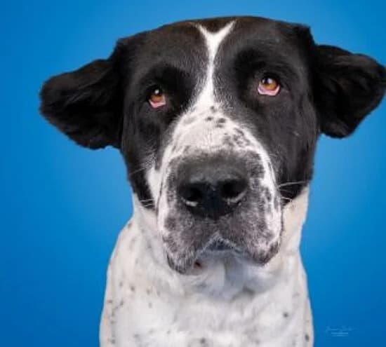 Anka,  Mixed Breed for adoption at Tierheim Koblenz, Koblenz