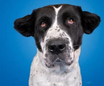 Anka,  Mixed Breed for adoption at Tierheim Koblenz, Koblenz — photo 2 of 5