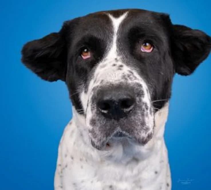 Anka,  Mixed Breed for adoption at Tierheim Koblenz, Koblenz — photo 4 of 5