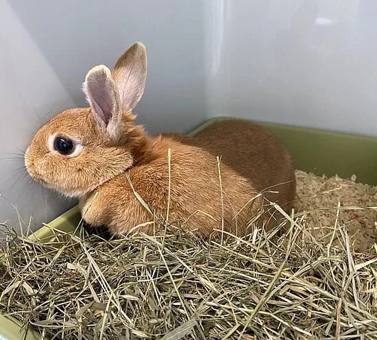 Bonnie,  mixed breed for adoption at Tierheim Koblenz, Koblenz