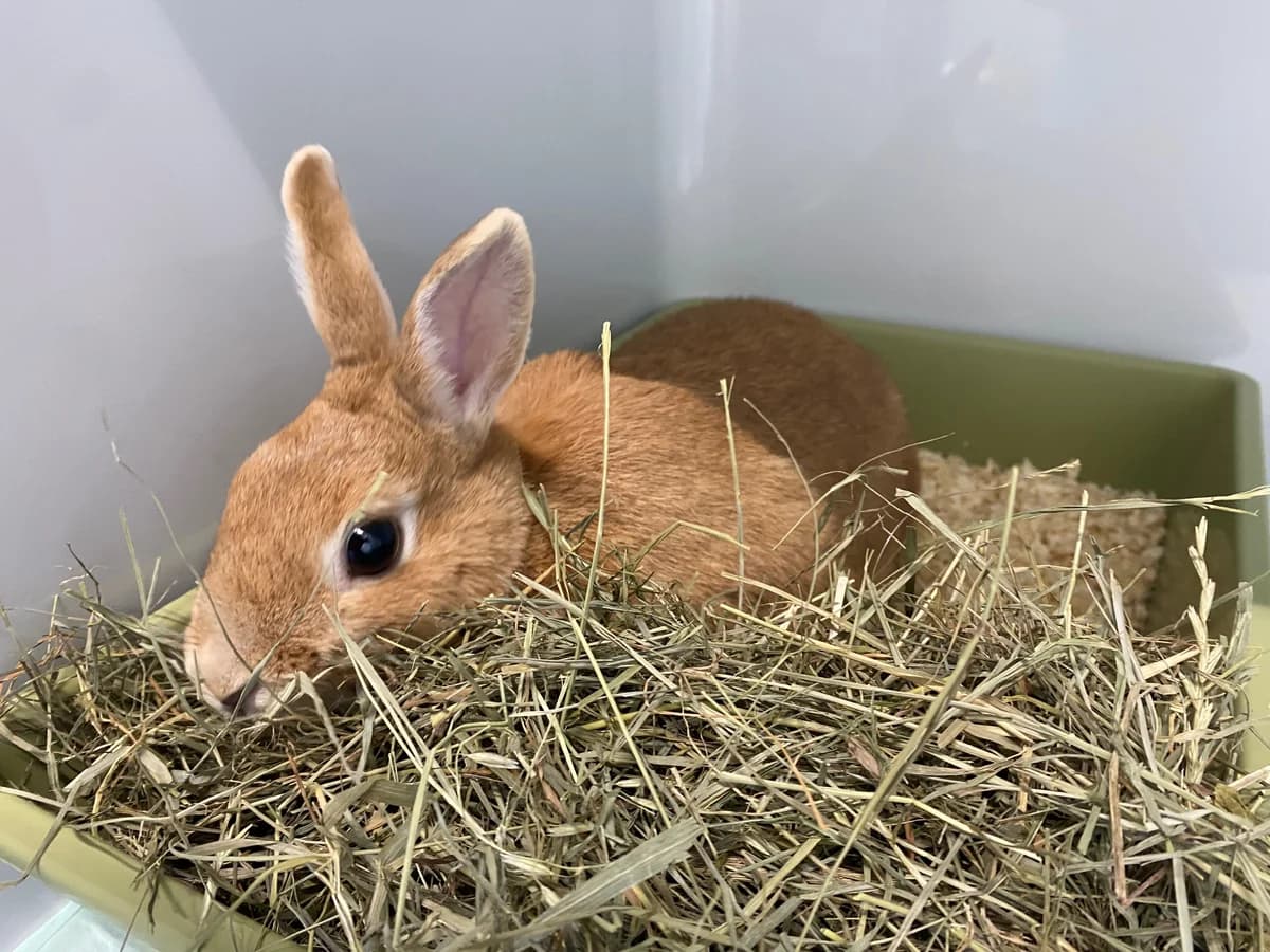 Bonnie,  mixed breed for adoption at Tierheim Koblenz, Koblenz — photo 3 of 6