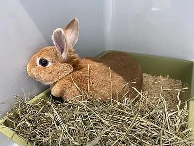 Bonnie,  mixed breed for adoption at Tierheim Koblenz, Koblenz — photo 5 of 6