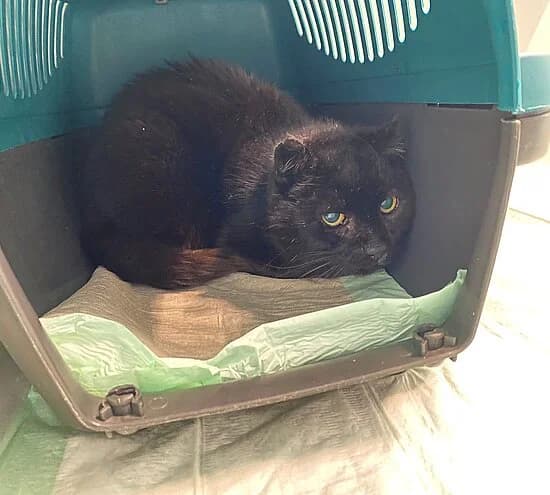 Aller, female senior European Shorthair for adoption at Tierheim Koblenz, Koblenz