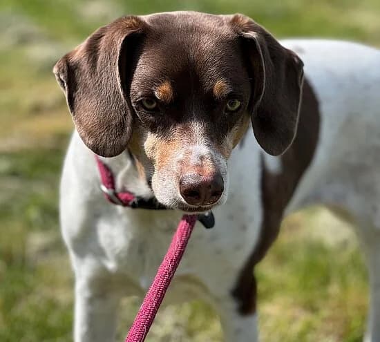 Layla, male 6yo mixed breed for adoption at Tierheim Koblenz, Koblenz