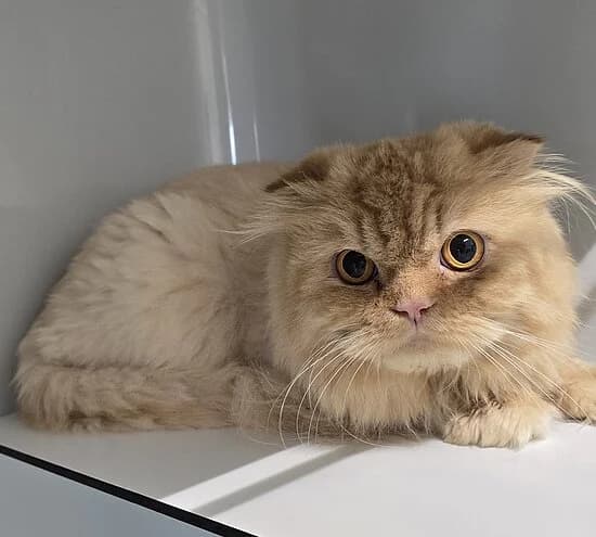 Rio Grande, female Scottish Fold for adoption at Tierheim Koblenz, Koblenz