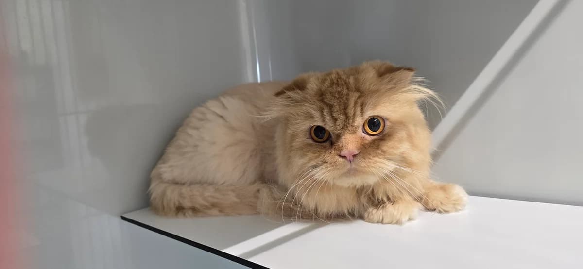 Rio Grande,  Scottish Fold for adoption at Tierheim Koblenz, Koblenz — photo 2 of 6